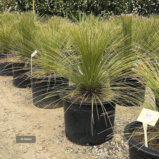 Mexican Grass Tree 25 Gallon Container Size