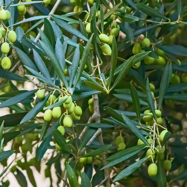10 Varieties of Fruiting Olive Trees You Can Grow