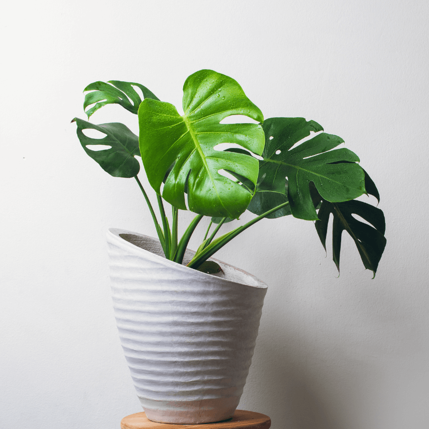 Split Leaf Philodendron Houseplant Monstera Deliciosa's Iconic, Also