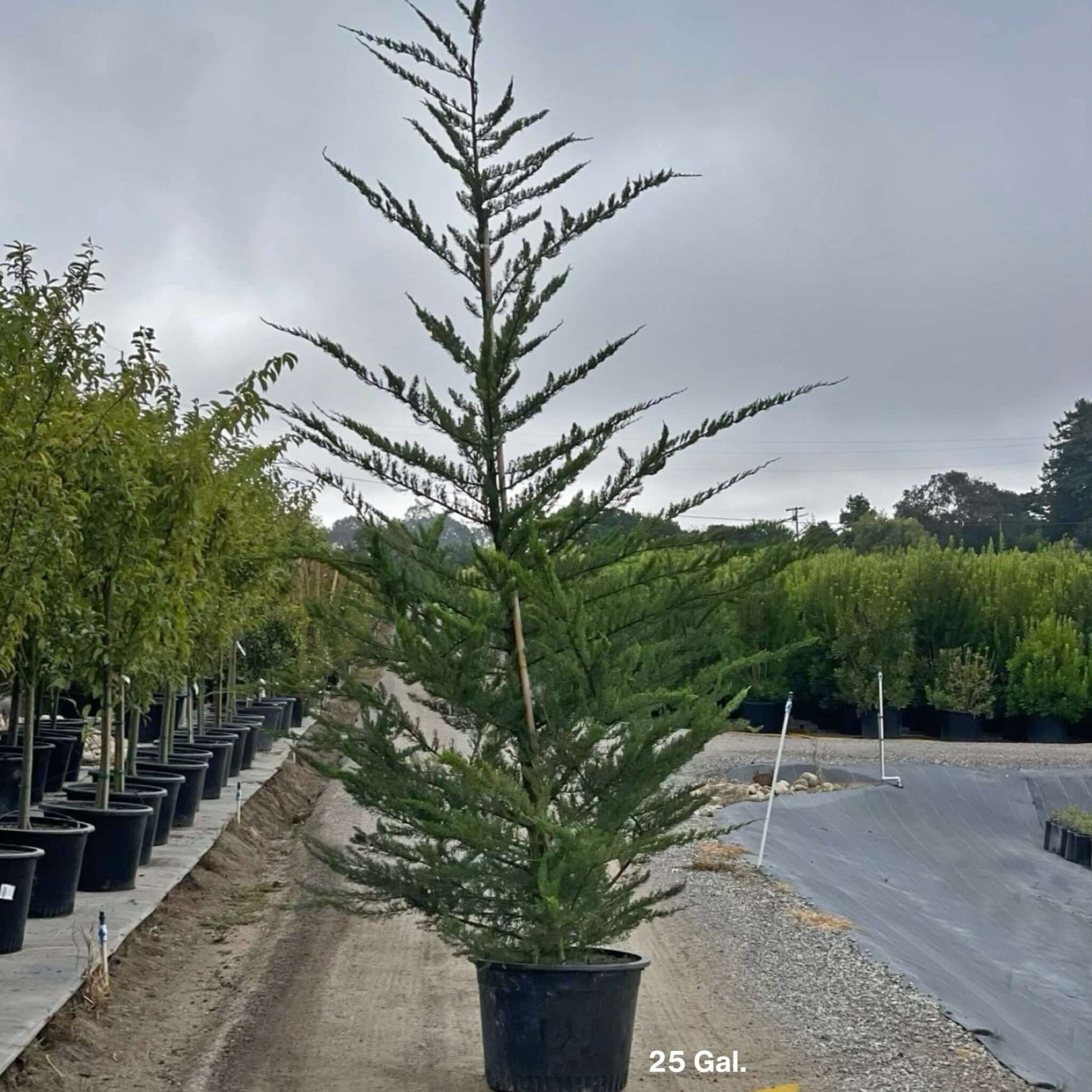 Monterey Cypress Tree 25 Gallon Container Size