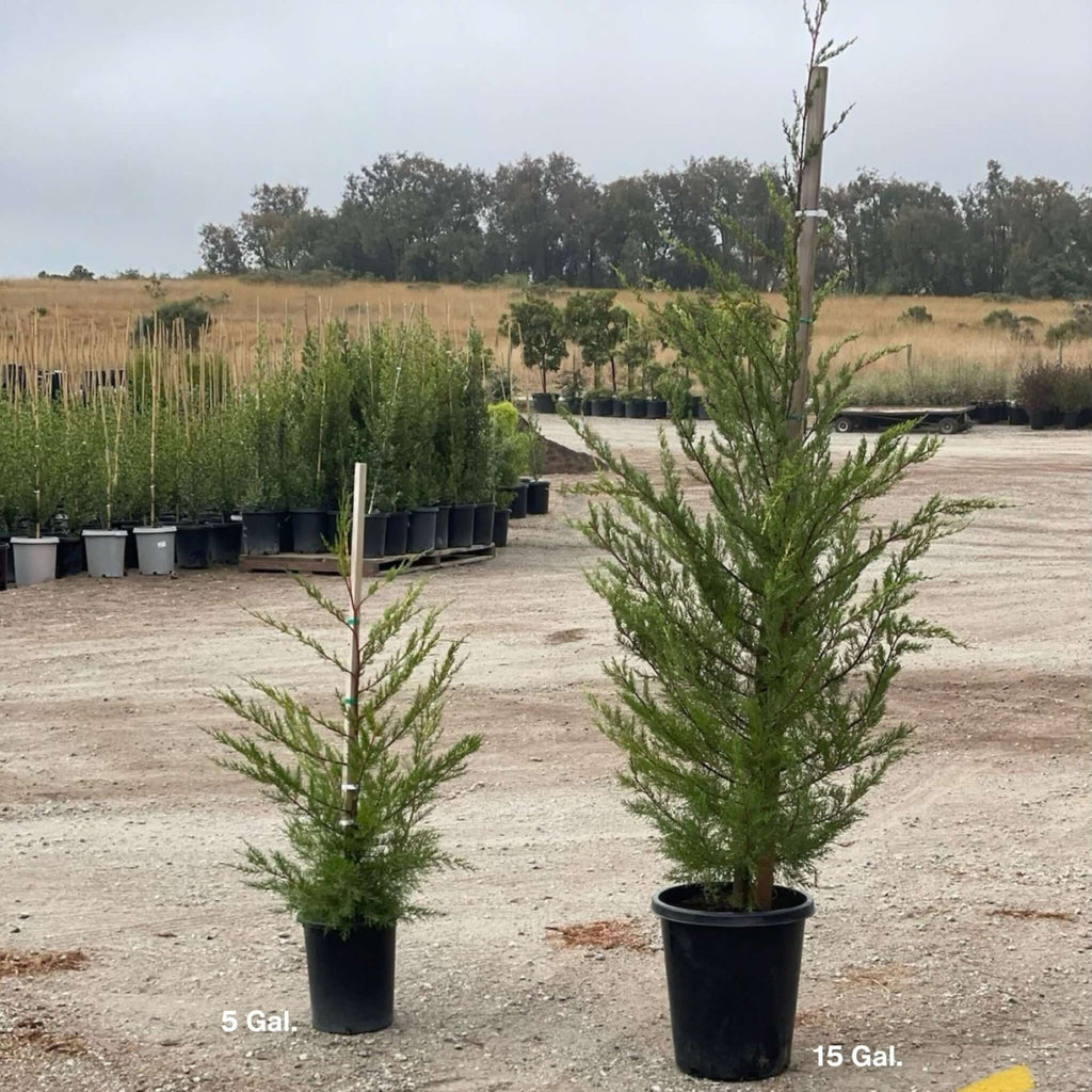 Monterey Cypress Tree Size Comparison 5 Gallon & 15 Gallon