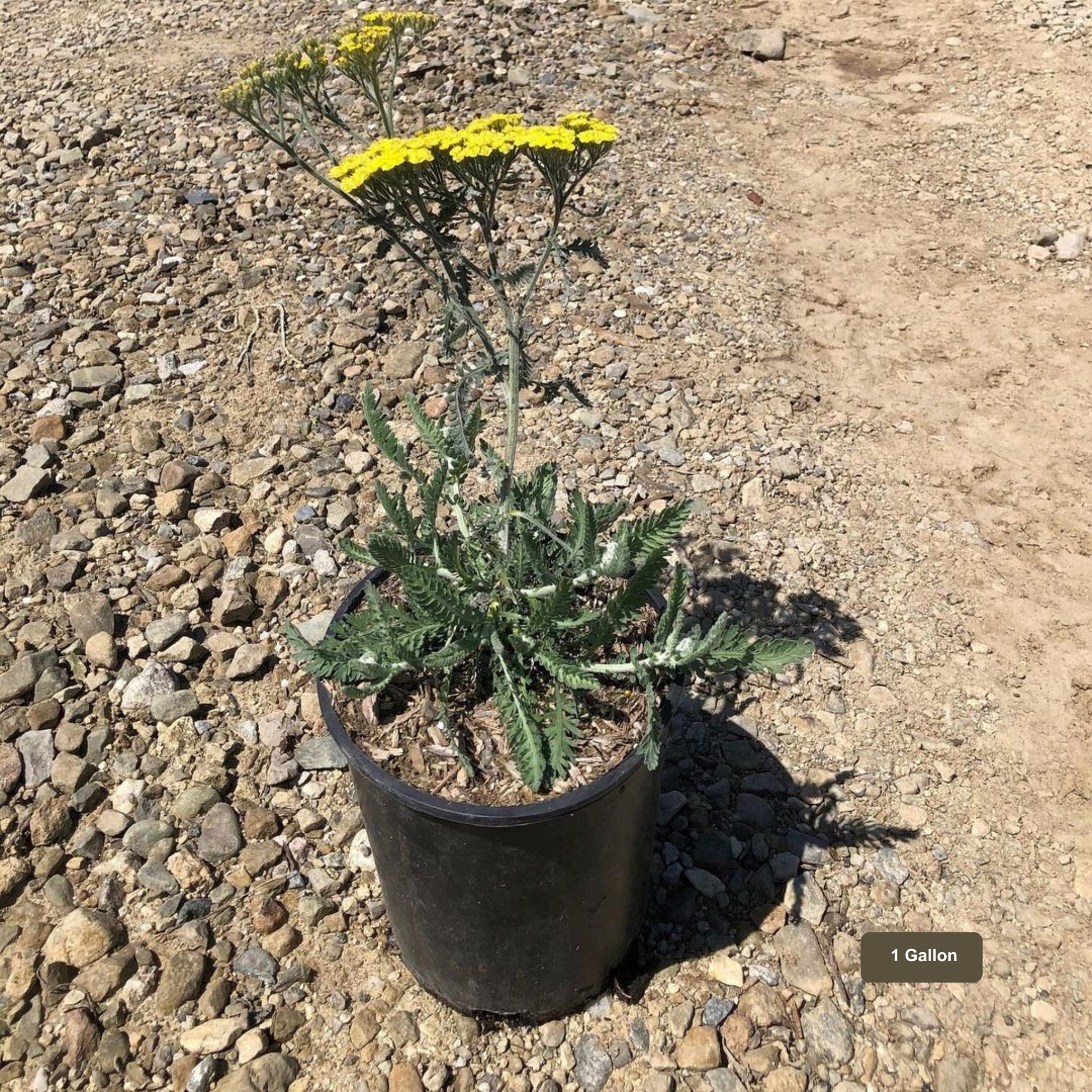 Moonshine Yarrow 1 Gallon Container Size Yellow Flower