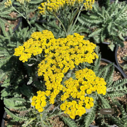 Moonshine Yarrow 1 Gallon Container Size Yellow Flower