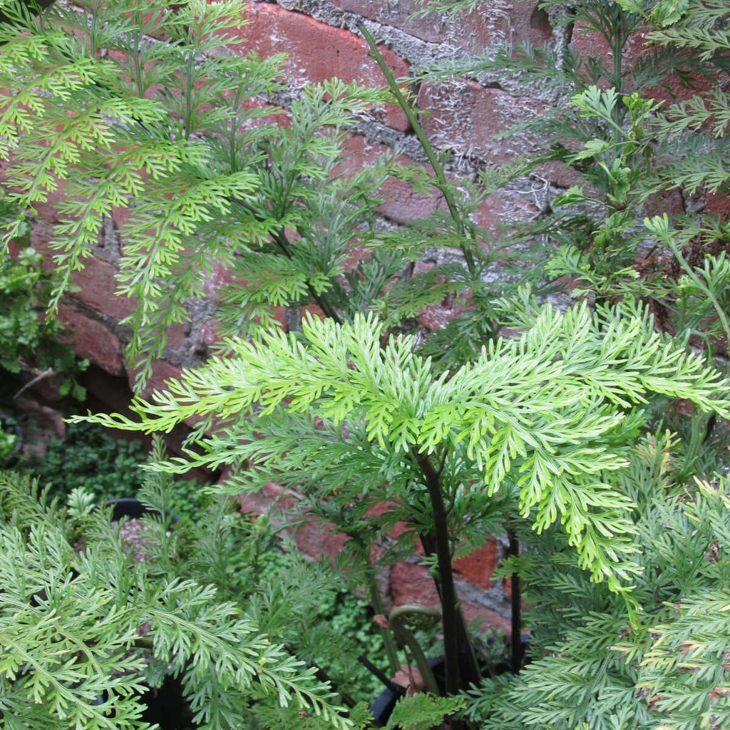 Asplenium bulbiferum