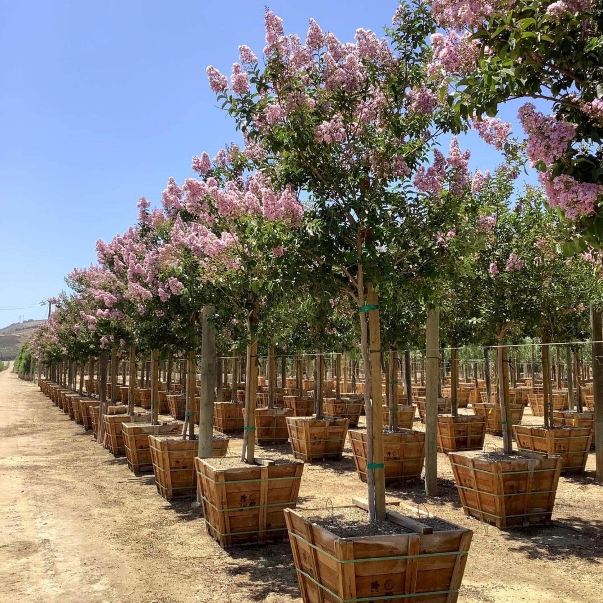 Muskogee Crape Myrtle Single Trunk 24" Box Container Size