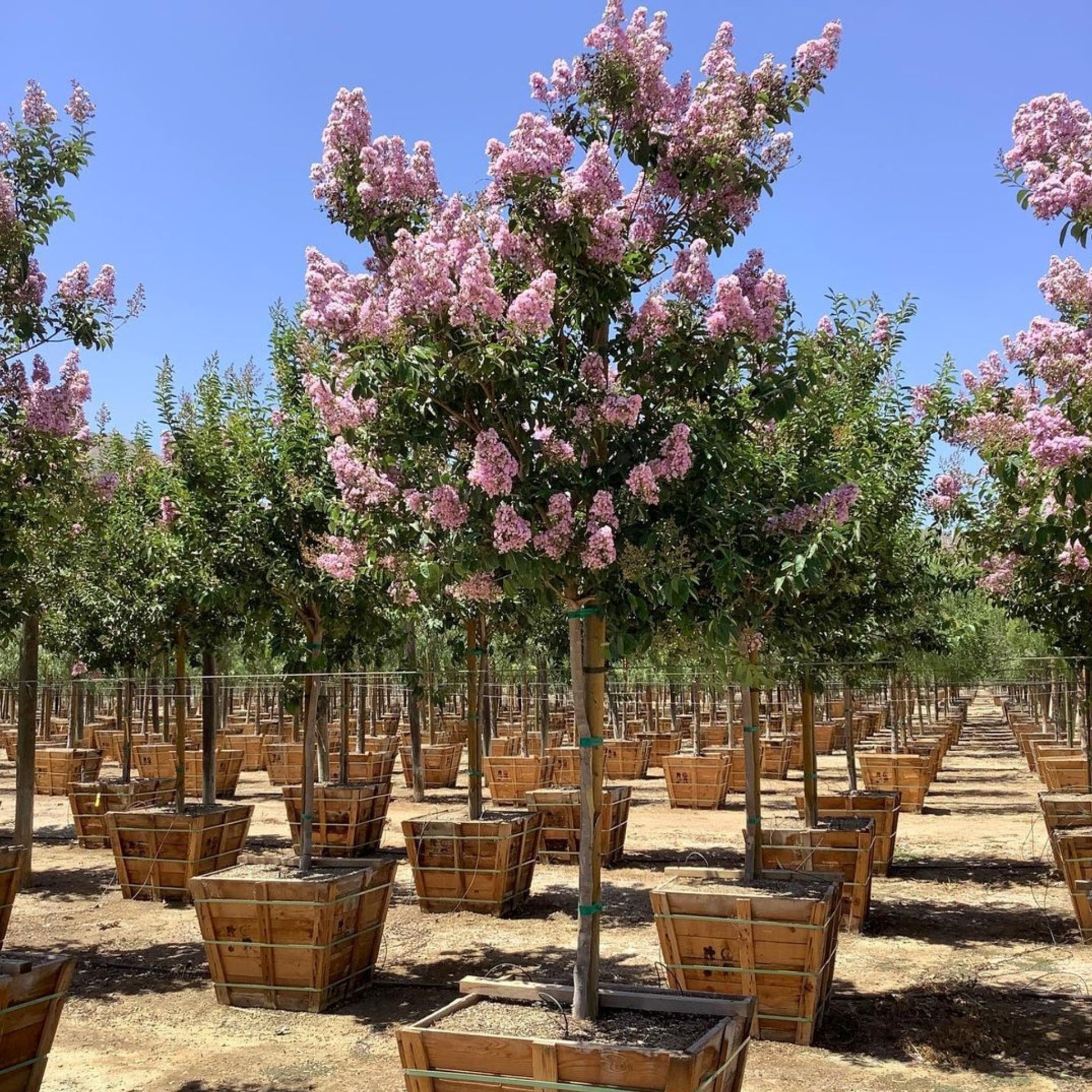 Muskogee Crape Myrtle Single Trunk 24" Box Container Size