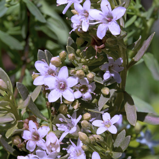 Myoporum Pink