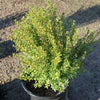 Dwarf Myrtle