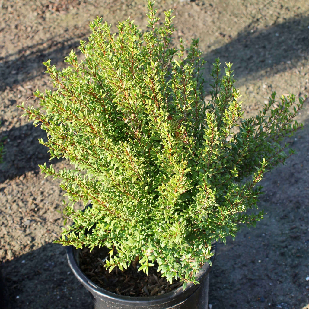 Myrtus communis 'Compacta' (7823952150783)