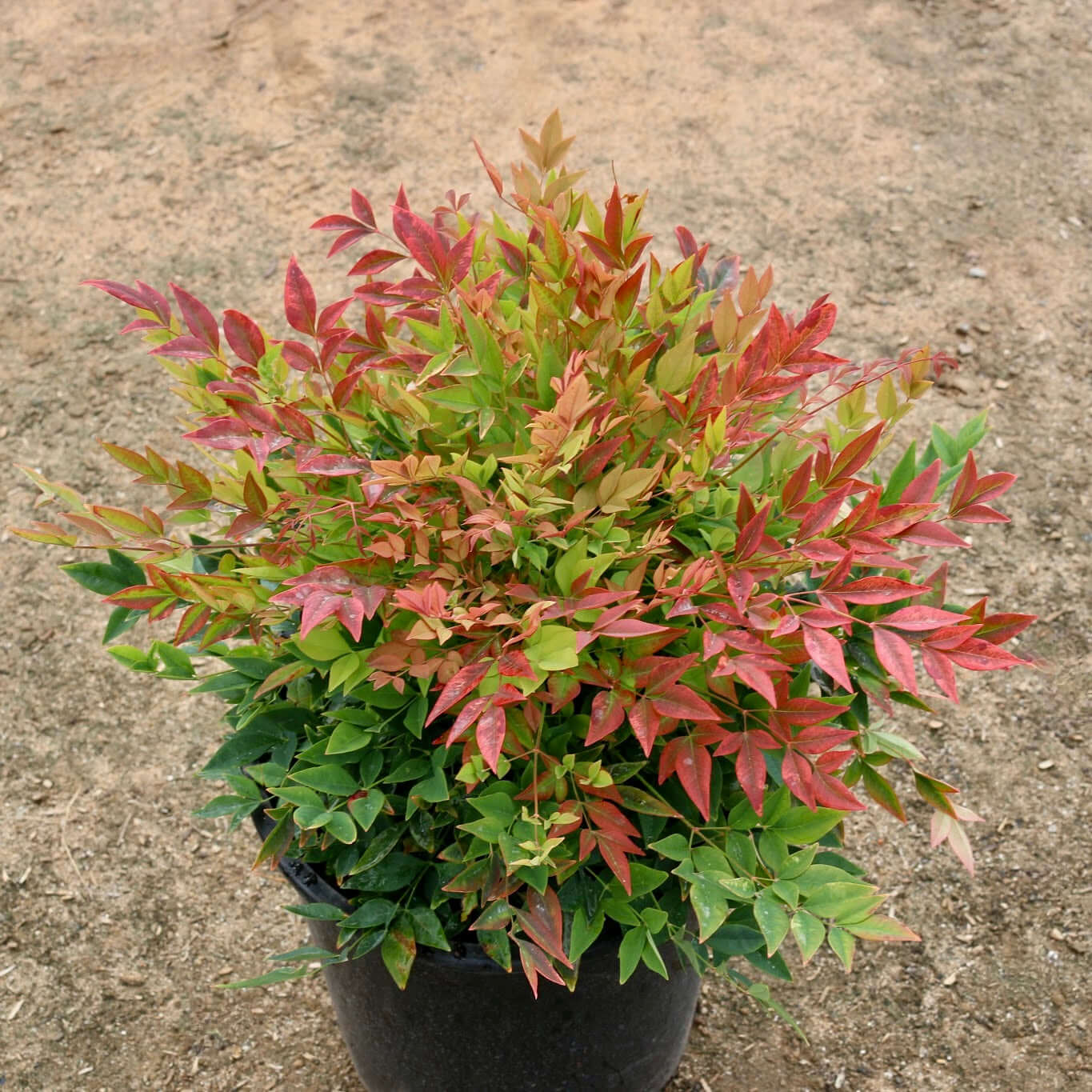 Gulf Stream Heavenly Bamboo | Plants Express