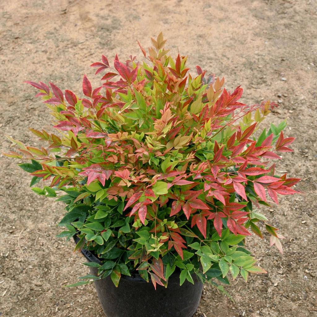 Nandina domestica 'Gulf Stream' (7908006756607)