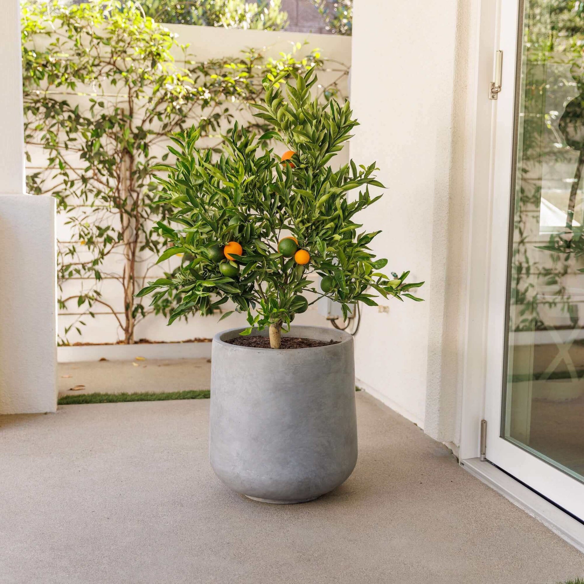 orange tree pot plant Navel Orange Tree (15 Gal) Citrus × Sinensis 'Washington', Easy to Grow Indoor/Outdoor Zones 8-11