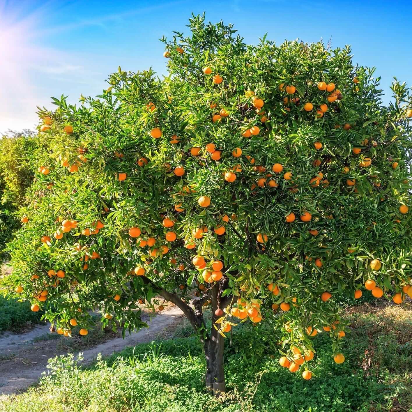 orange tree fruit