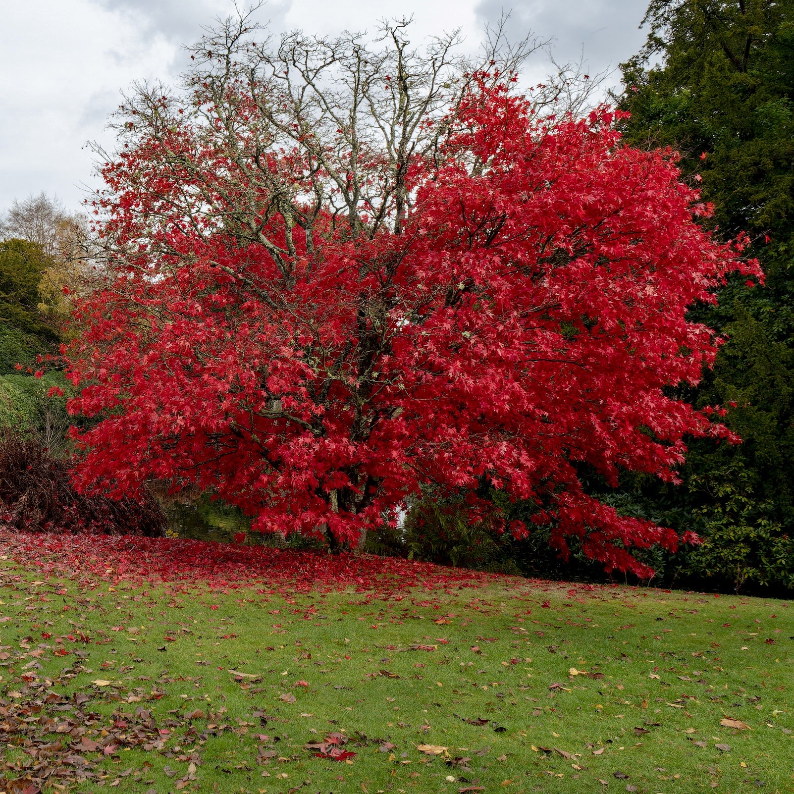 October Glory Red Maple Tree (7888925786367)