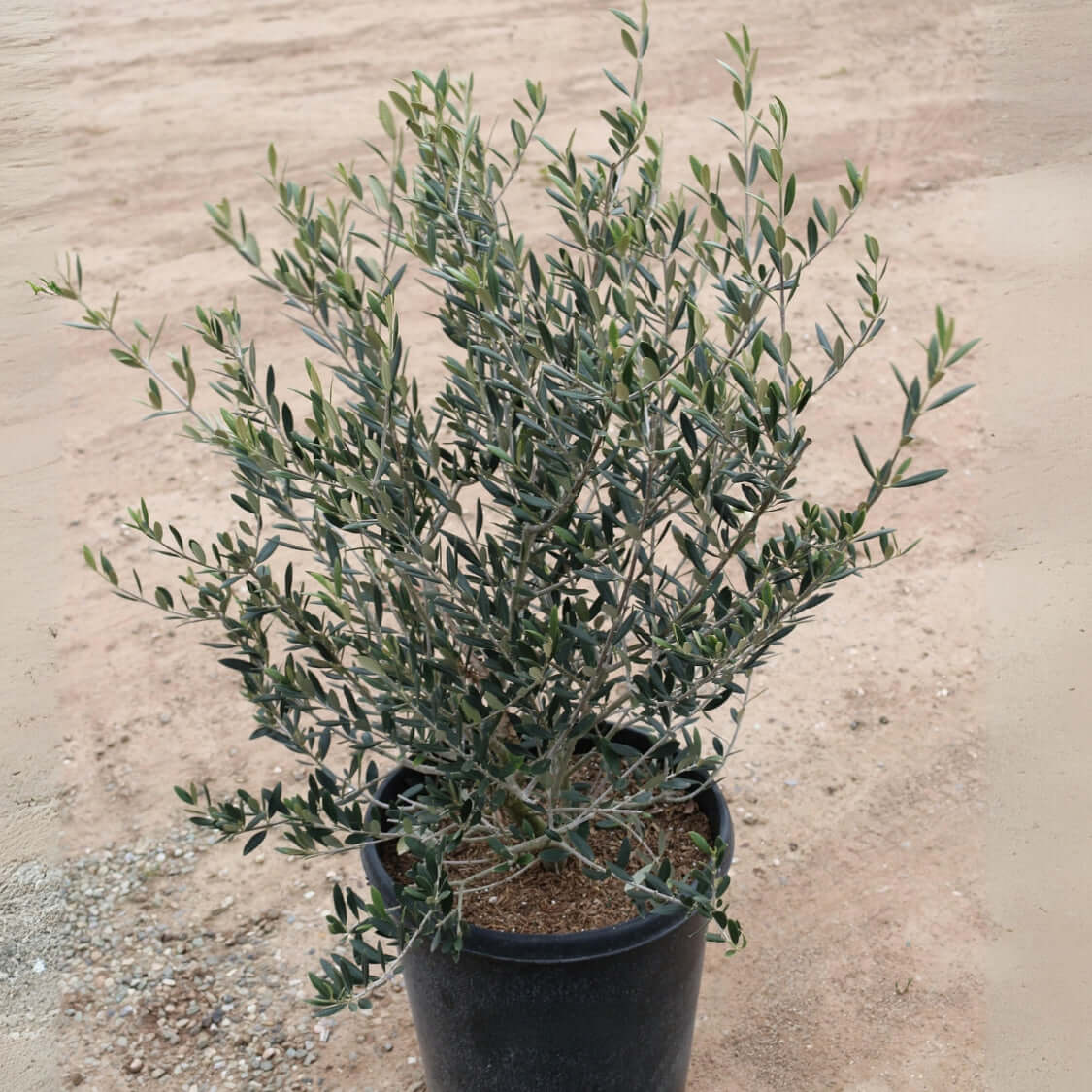 Manzanillo Fruiting Olive Tree | Plants Express