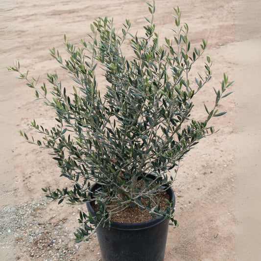 Olea europaea 'Manzanillo'