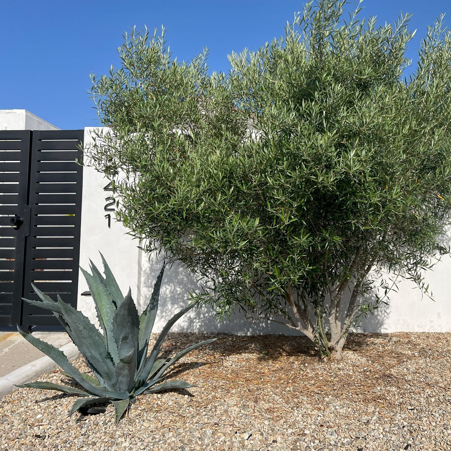 Wilson Fruitless Olive Tree