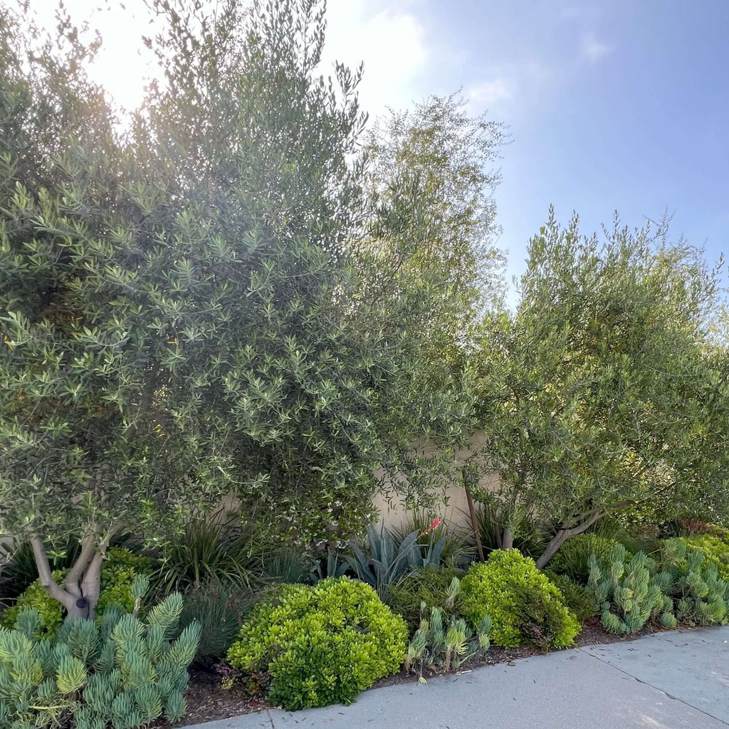 Wilson Fruitless Olive Tree