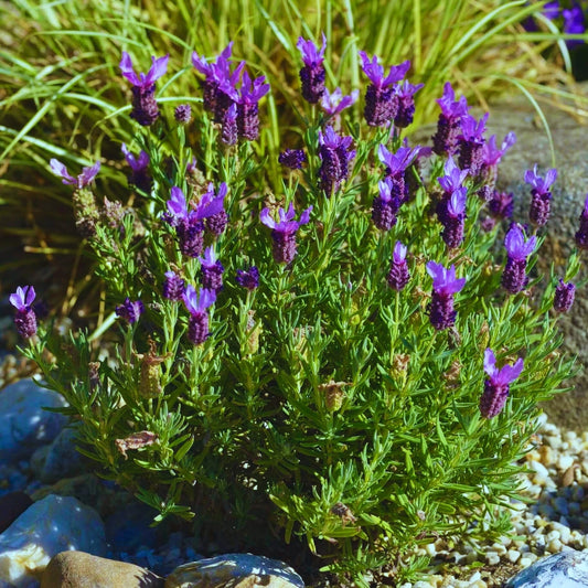 Otto Quast Spanish Lavender plant in garden