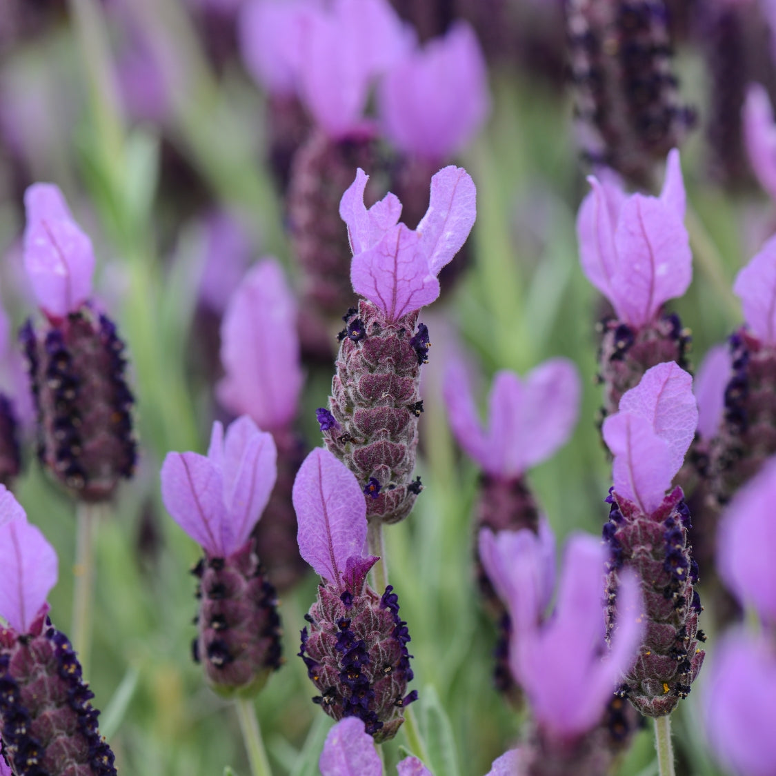 lavender mustard plant Lavandula stoechas 'Otto Quast' (Spanish Lavender) – Plants Express