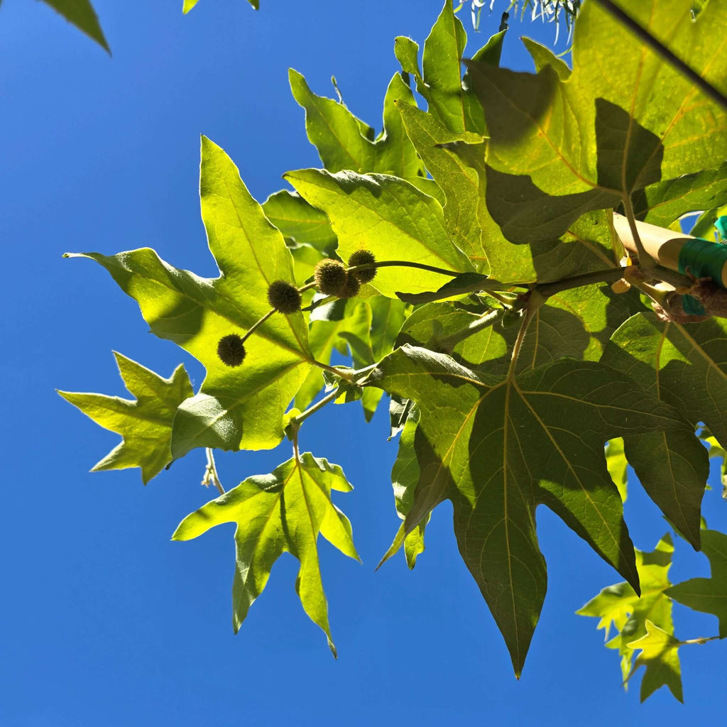 Sycamore Tree Close-Up Large Green Leaves, Platanus racemosa