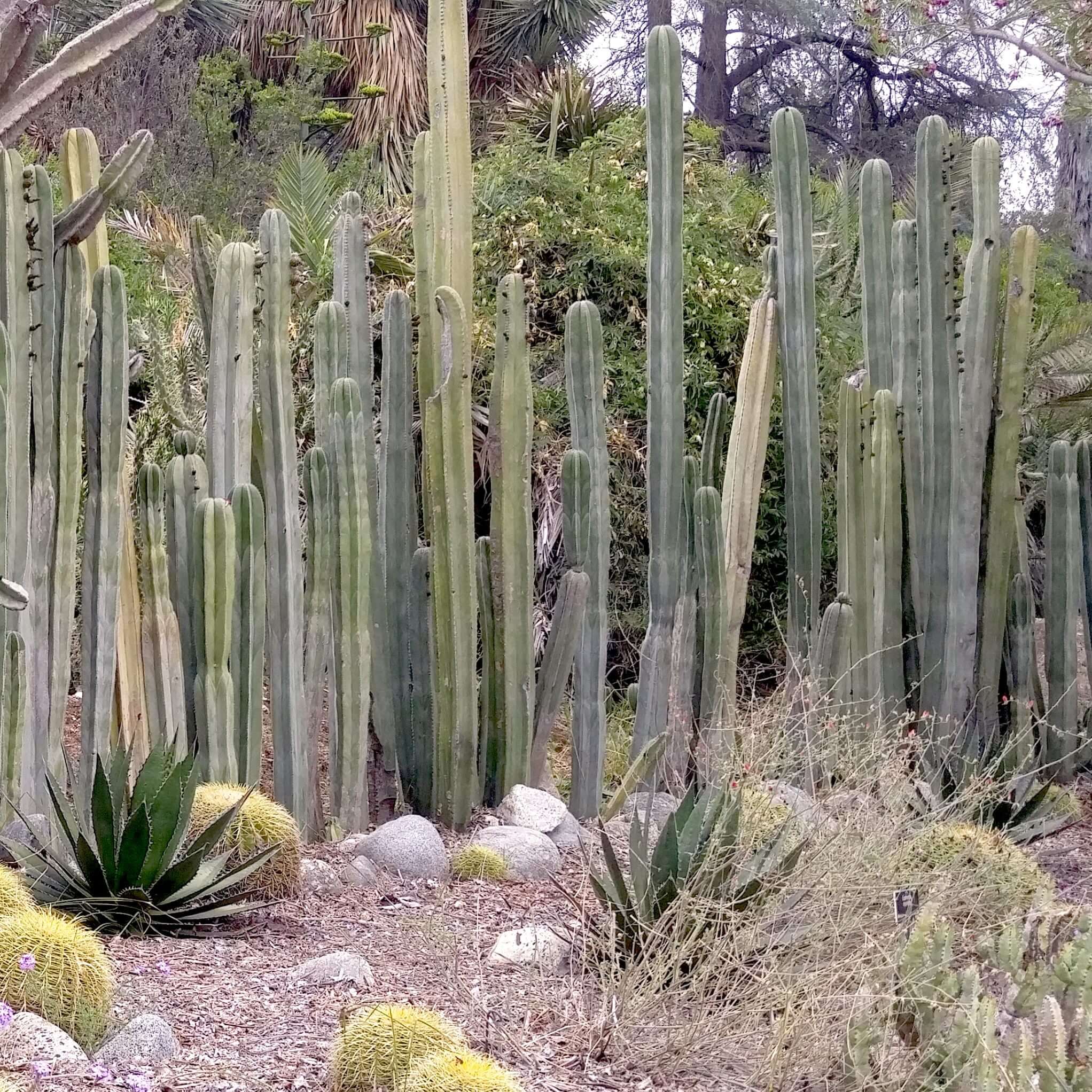 Mexican Fence Post offers Cactus