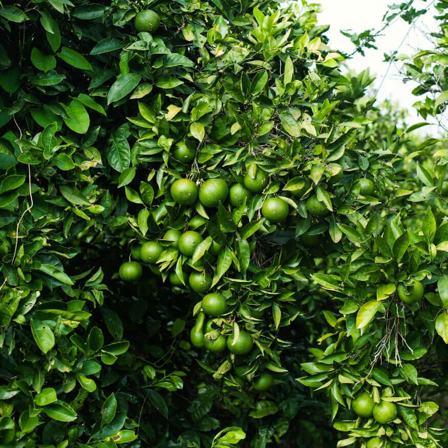 Compac Tree Ribe Bearss Lime Tree