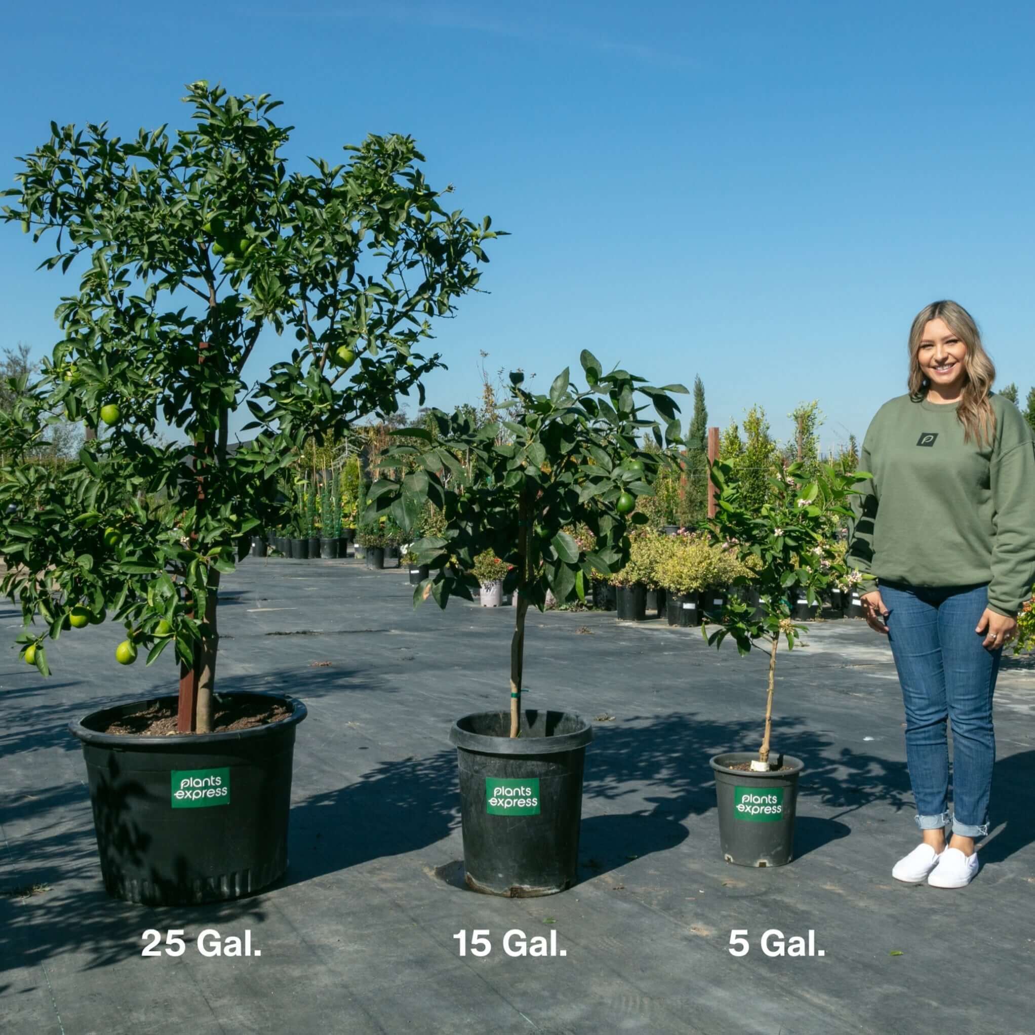 Dwarf Lime Tree
