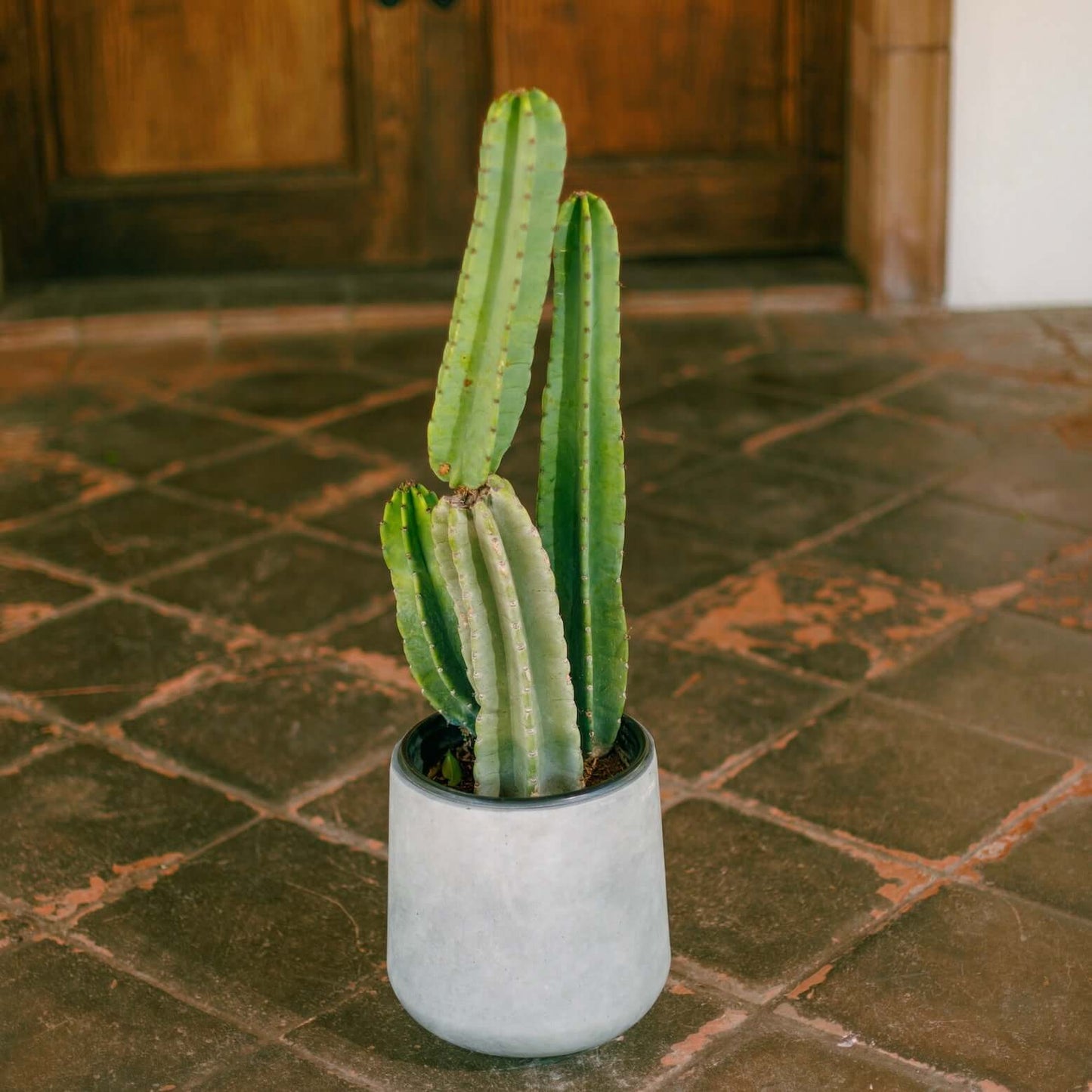 Cereus peruvianus (peruvian cactus) (7863713136895)