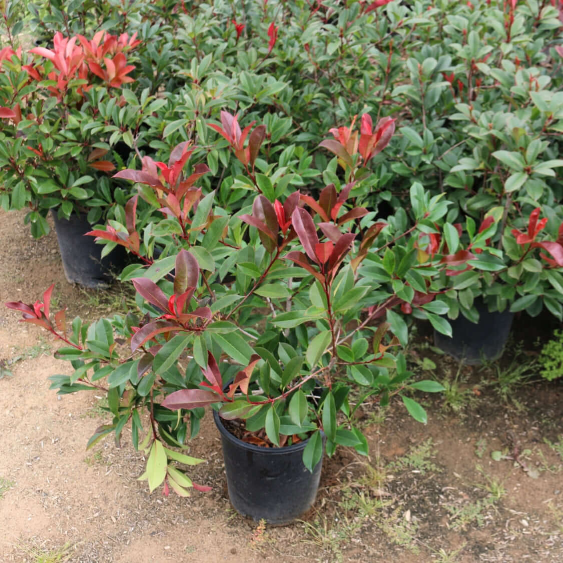 Fraser's Photinia Bush | Plants Express