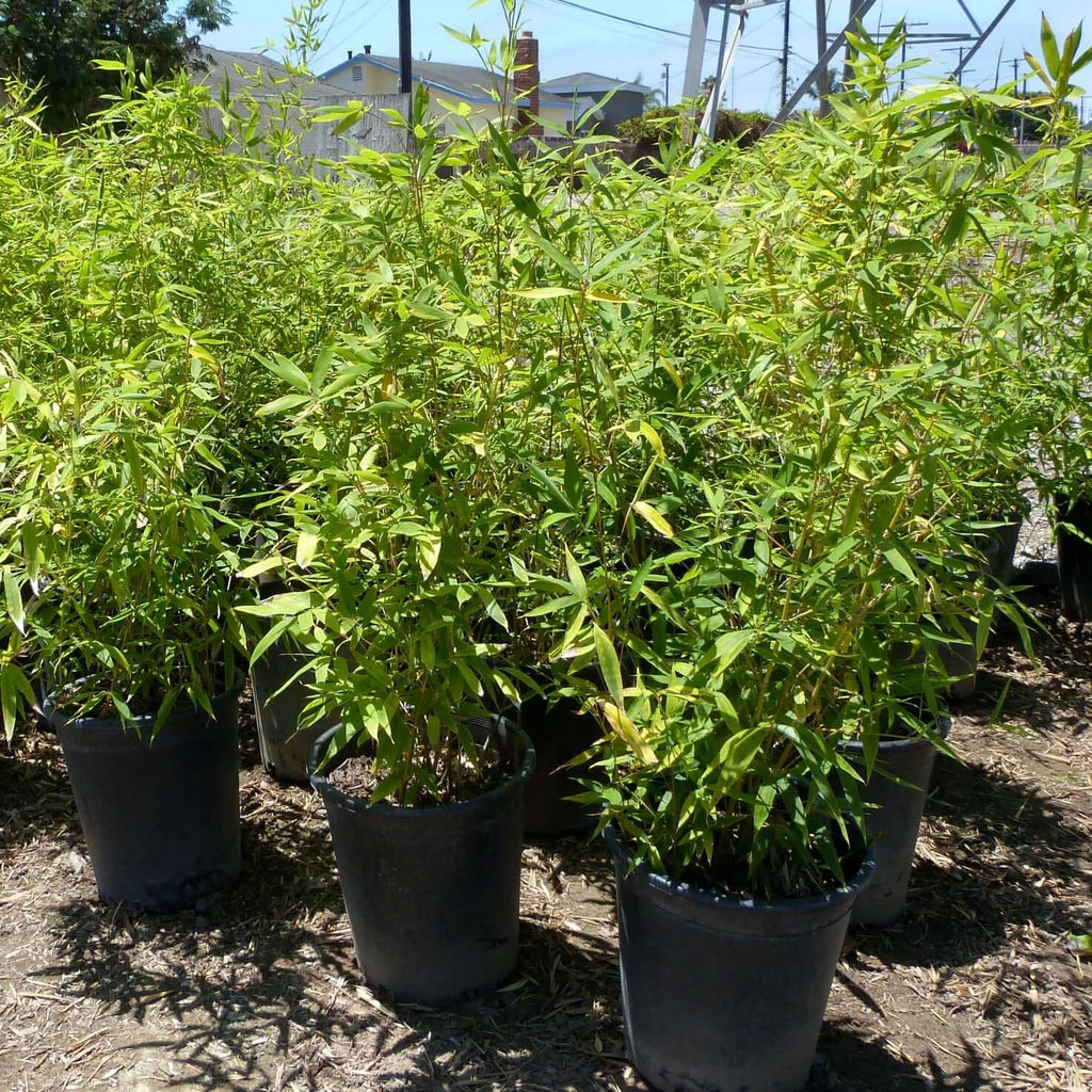 the golden goddess bamboo (7823952576767)