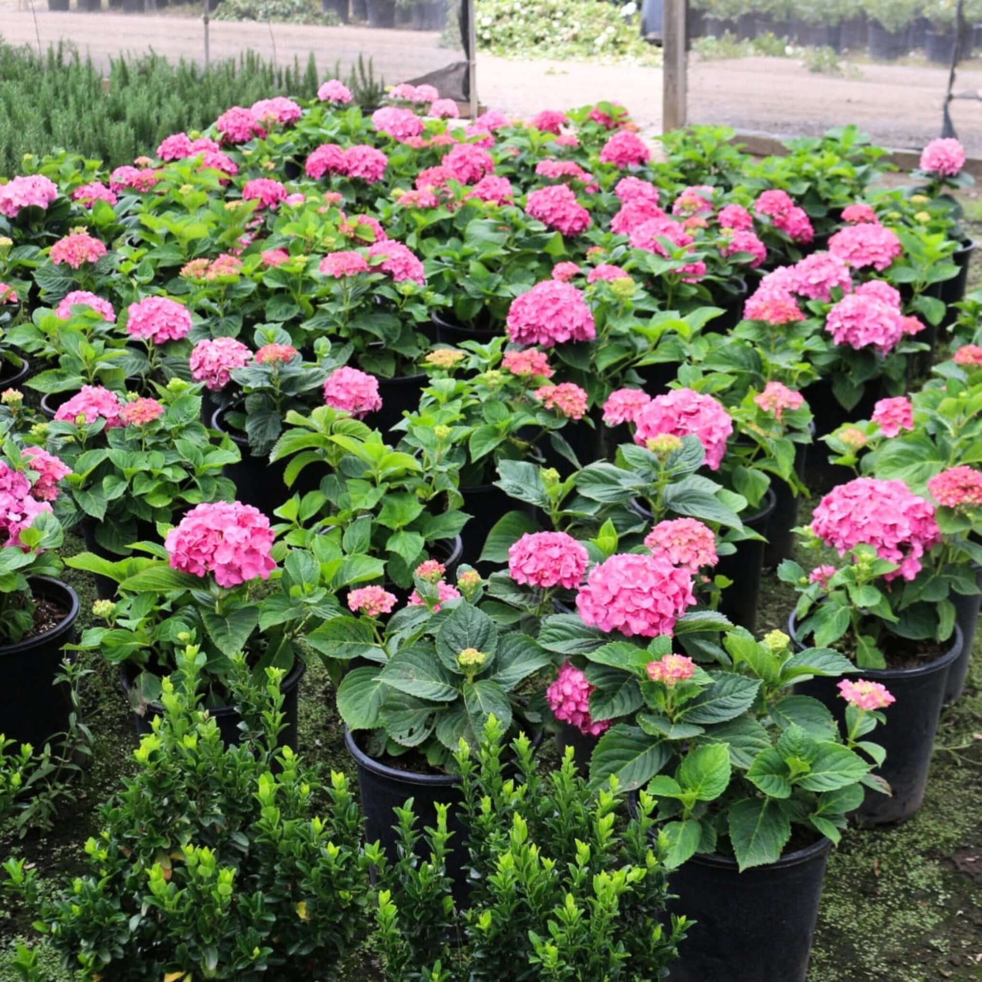 Pink Mophead Hydrangea Shrub