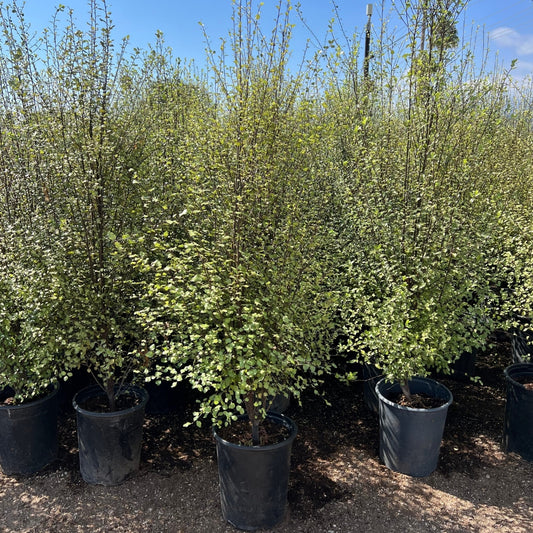 Pittosporum Silver Sheen