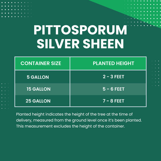 Pittosporum Silver Sheen Size Chart