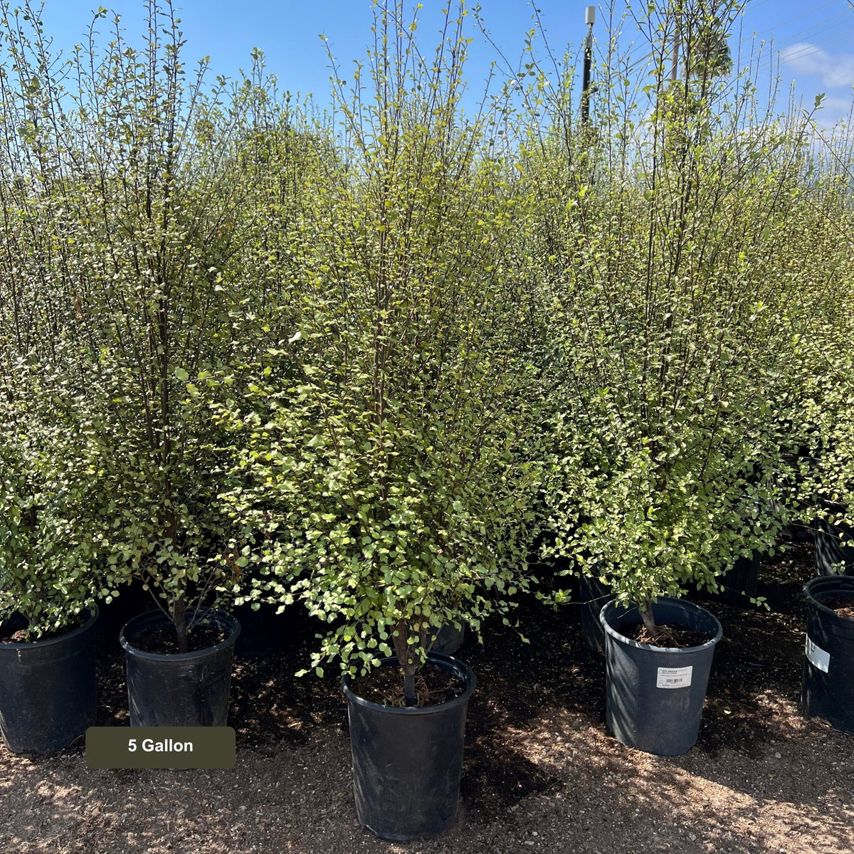 'Silver Sheen' Pittosporum | Plants Express