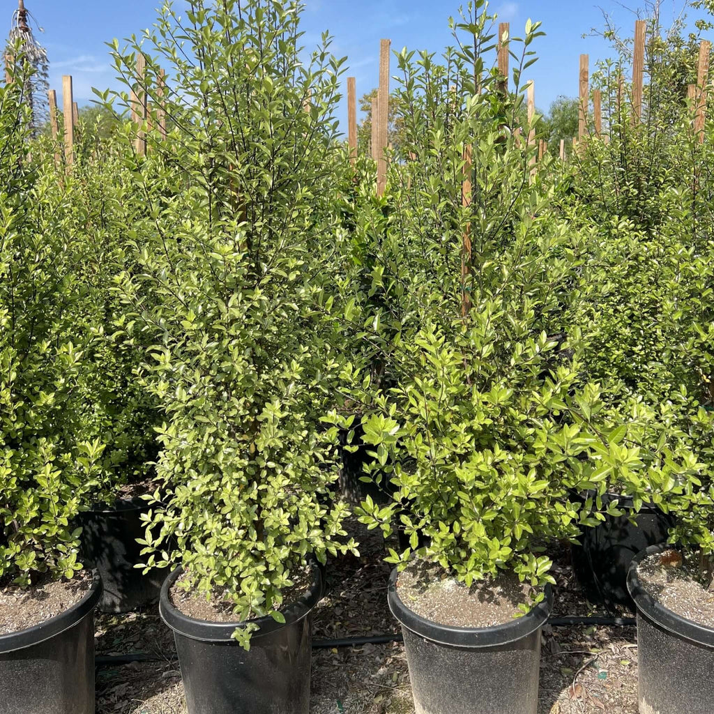 Pittosporum tenuifolium