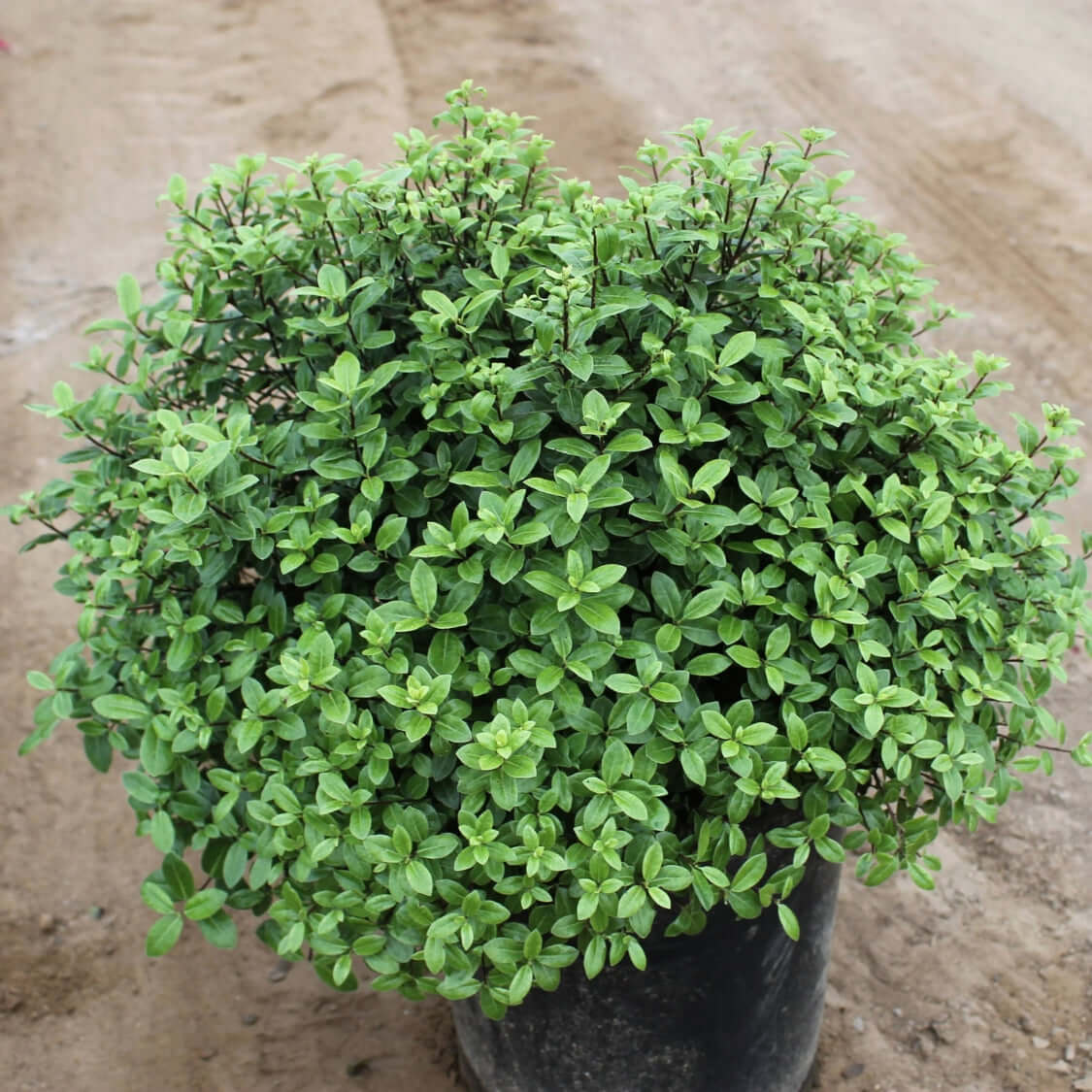 Pittosporum tenuifolium Elfin