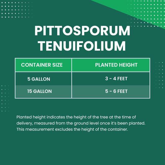 Pittosporum tenuifolium Size Chart