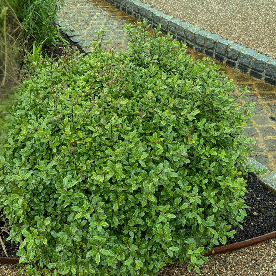 Pittosporum tenuifolium 'Elfin'