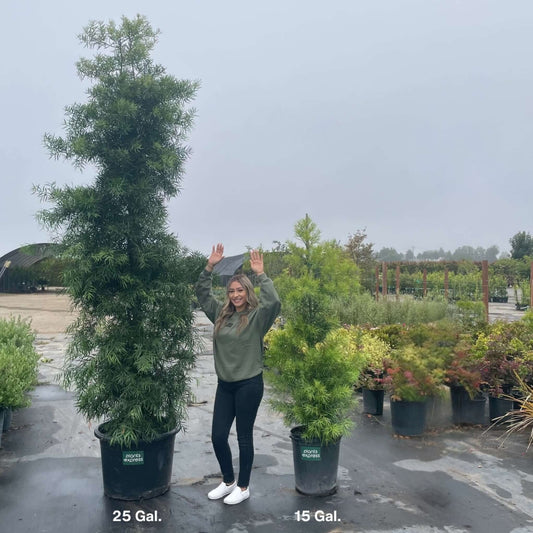 Podocarpus gracilior Size Comparison 15 Gal, 25 Gal. Plants Express