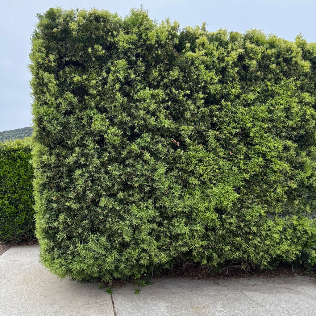 Podocarpus gracilior