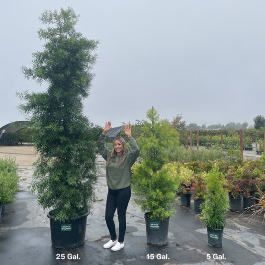 Podocarpus gracilior Size Comparison 5 Gal, 15 Gal, 25 Gal. Plants Express