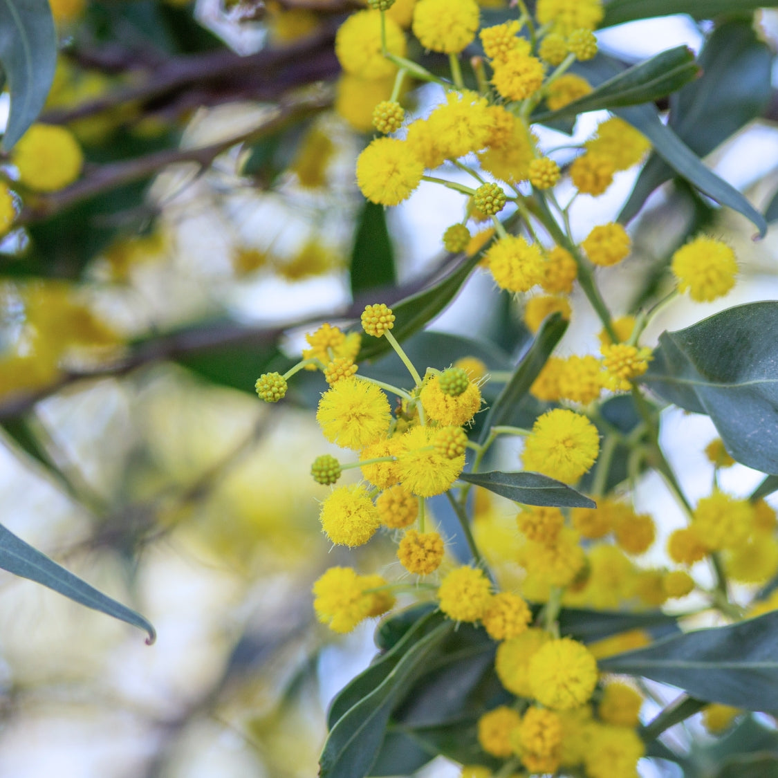 Prostrate Acacia low boy shrub in garden