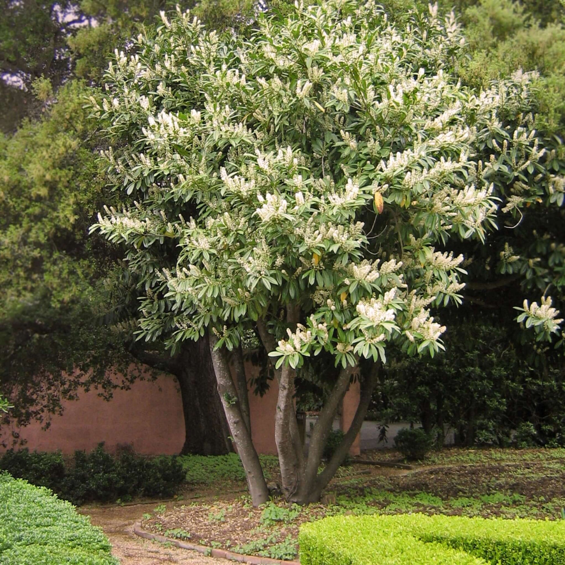 English Laurel, Prunus laurocerasus, flowering tree-form, multi-trunk