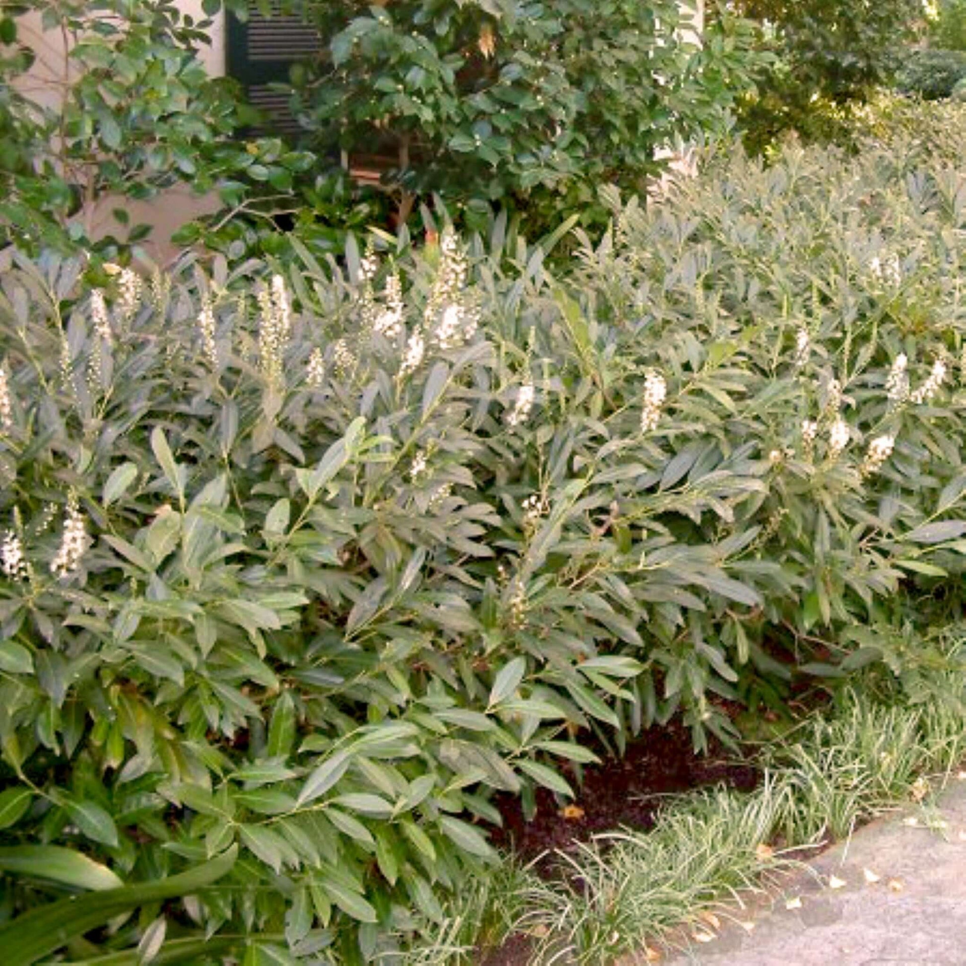 English Laurel garden landscape flowering