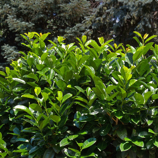 English Laurel, Prunus laurocerasus, Cherry Laurel, Glossy Evergreen Leaves