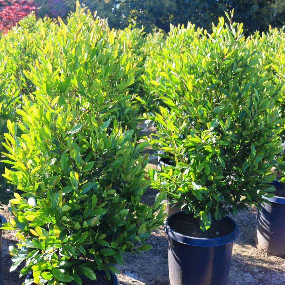 Carolina Cherry Laurel Evergreen Shrub