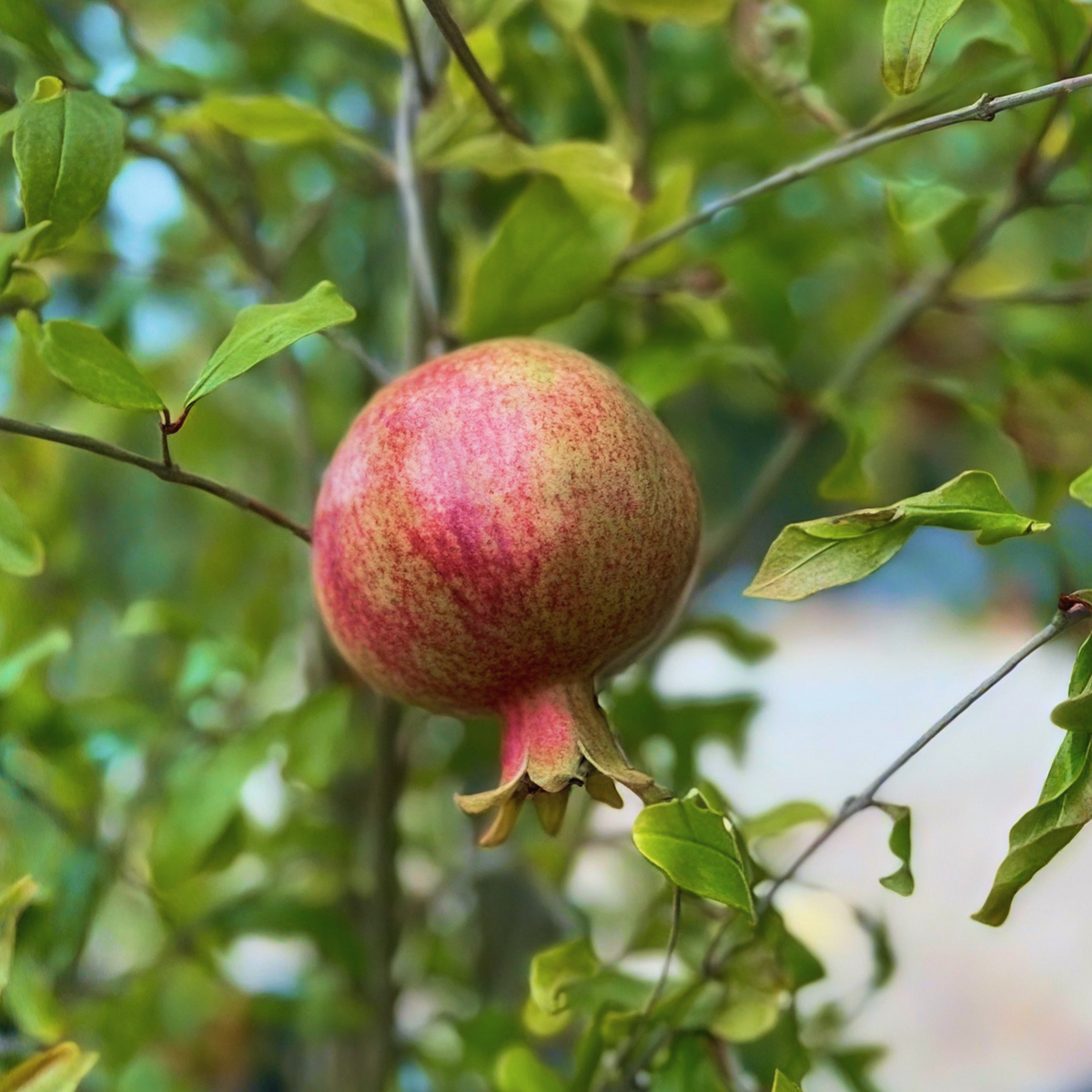Wonderful Pomegranate