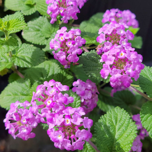 trailing lavender lantana plant Lantana montevidensis