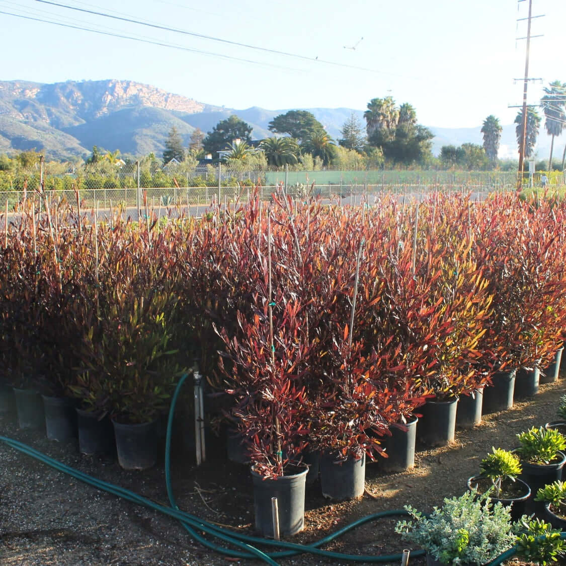 Dodonaea viscosa 'Purpurea' 